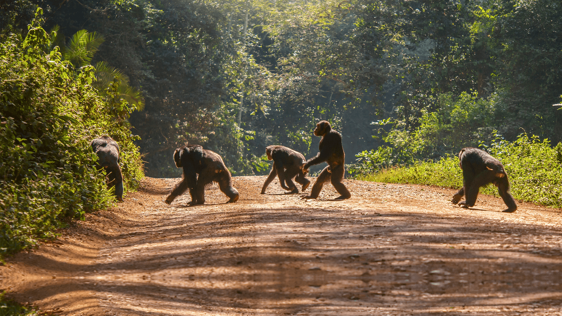 Evolution Services